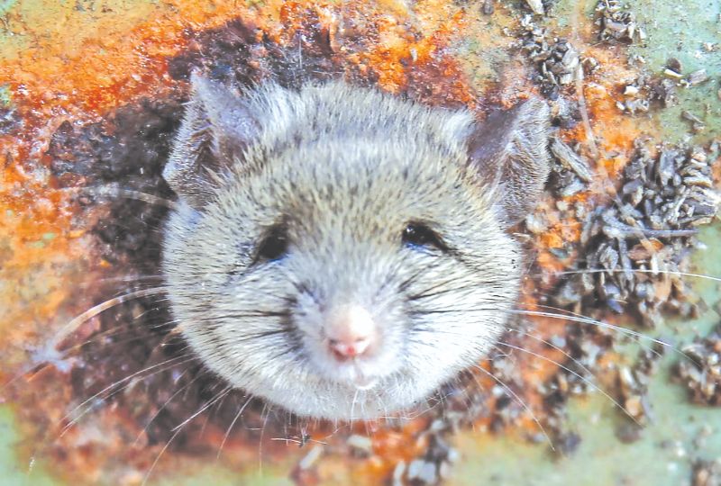 Action urged after alarm over growing rat menace